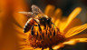 abeille-fleur-jaune